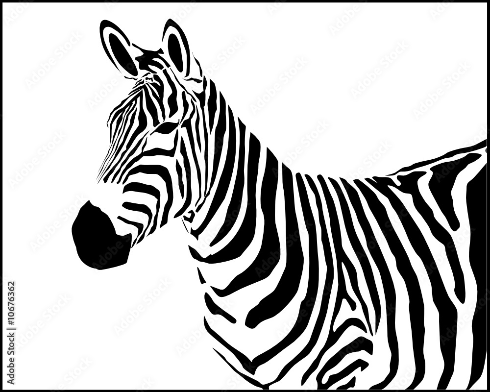 Vector illustration of zebra