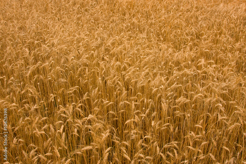 wheat field ready for harvesting wheat field ready for harvesting