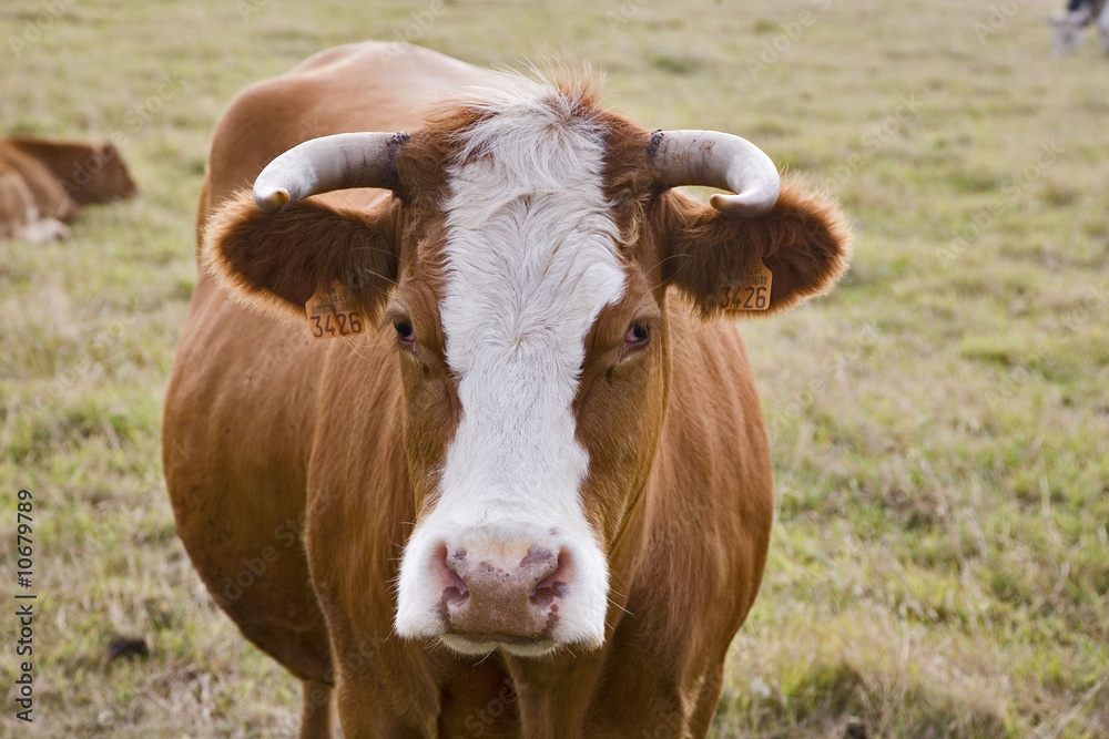 vache : portrait de face