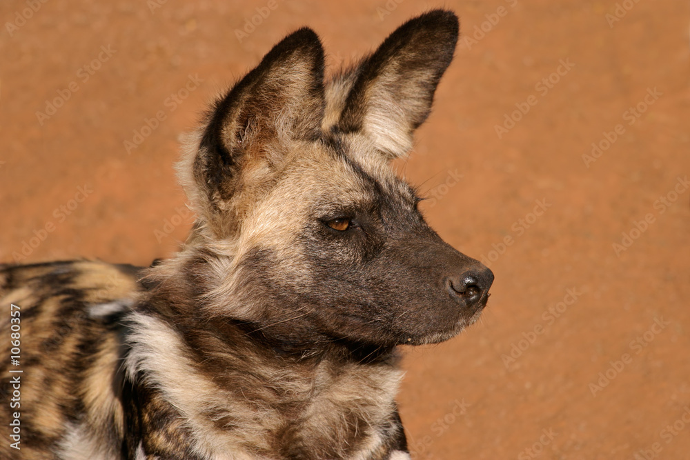 African wild dog (Lycaon pictus), South Africa African wild dog (Lycaon pictus), South Africa