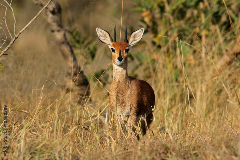 Obraz premium Steenbok (Raphicerus campestris), Kruger N/P, South Africa
