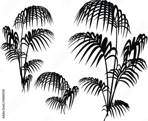 plantas