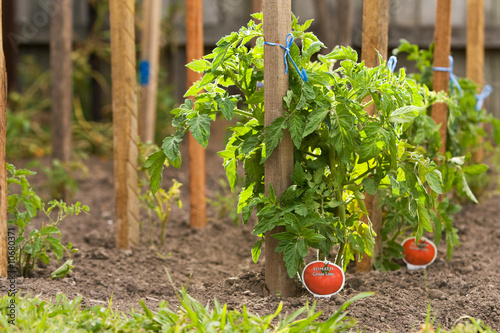 Tomato plants
