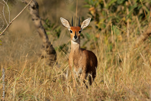 Steenbok  Raphicerus campestris   Kruger N P  South Africa