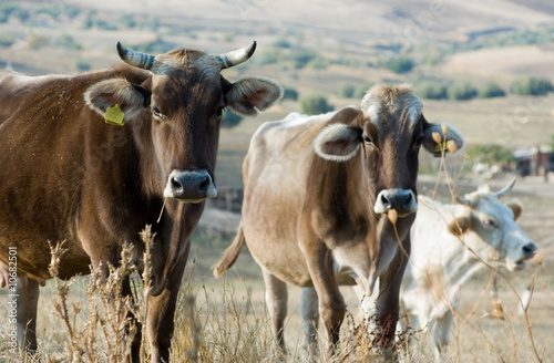 three cows look to you