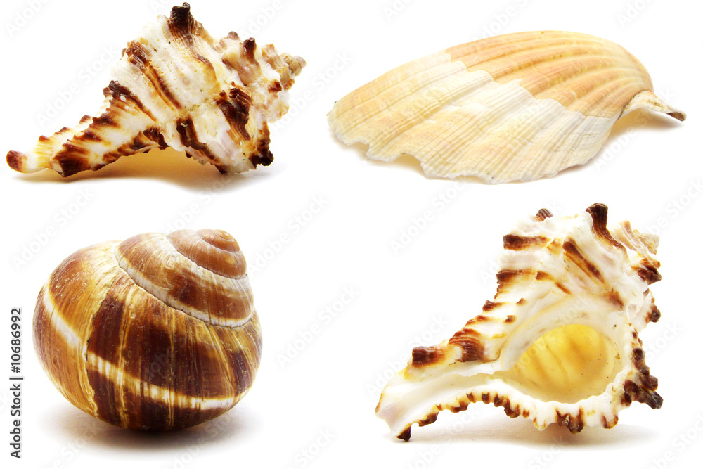 Collection shells Collection shells