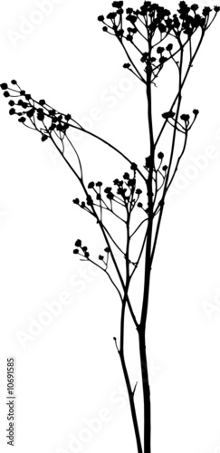 Vector plants silhouettes