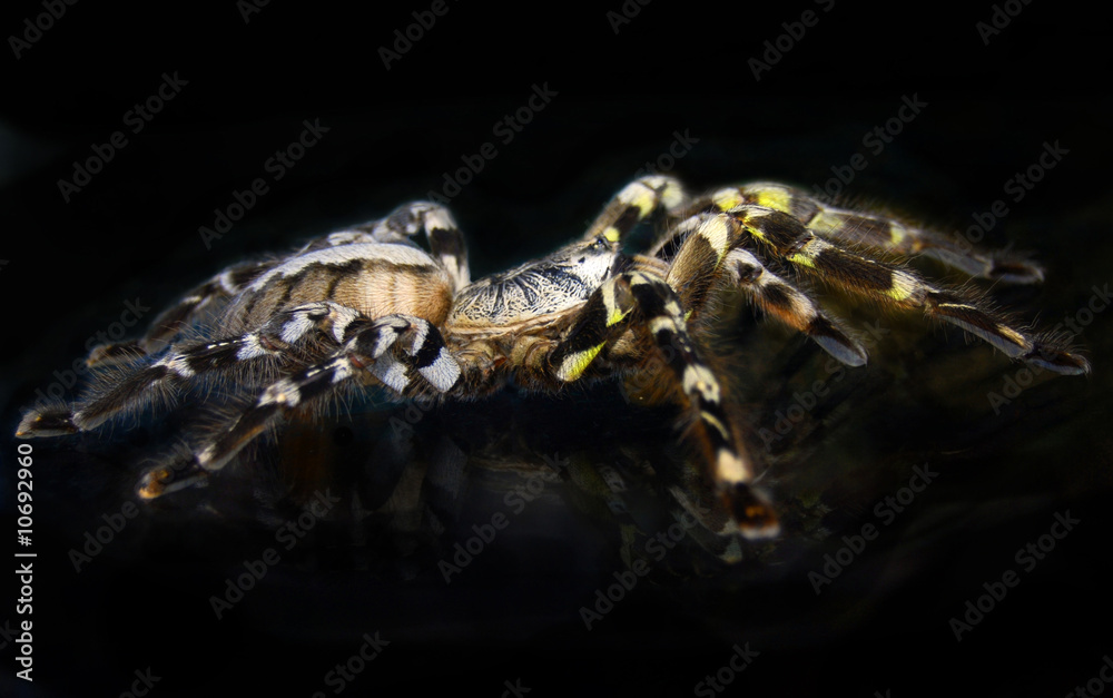 Tarantula Tarantula