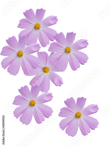 Flowers of a camomile with violet petals © olegusk