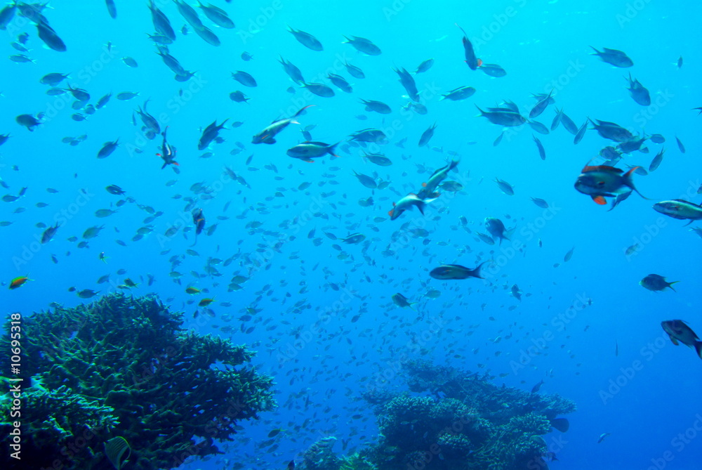 Fototapeta premium Red Sea