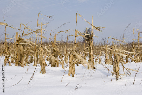 maze and corn crop in field winter
