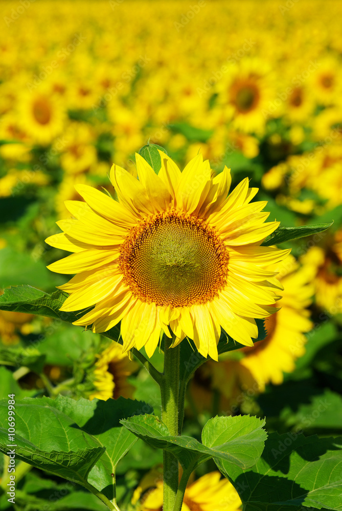sunflower sunflower