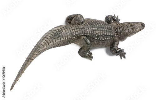 American Alligator (30 years) - Alligator mississippiensis © Eric Isselée