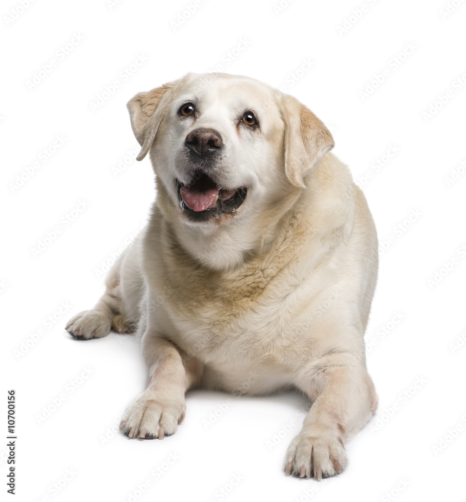 old Labrador (12 years) old Labrador (12 years)