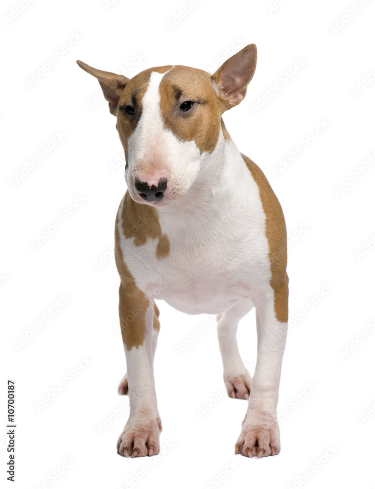 Bull Terrier (11 months)