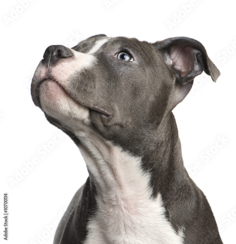 American Staffordshire terrier puppy (3 months) photo