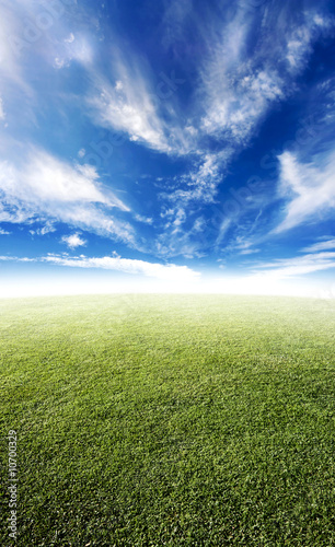 Beautiful meadow