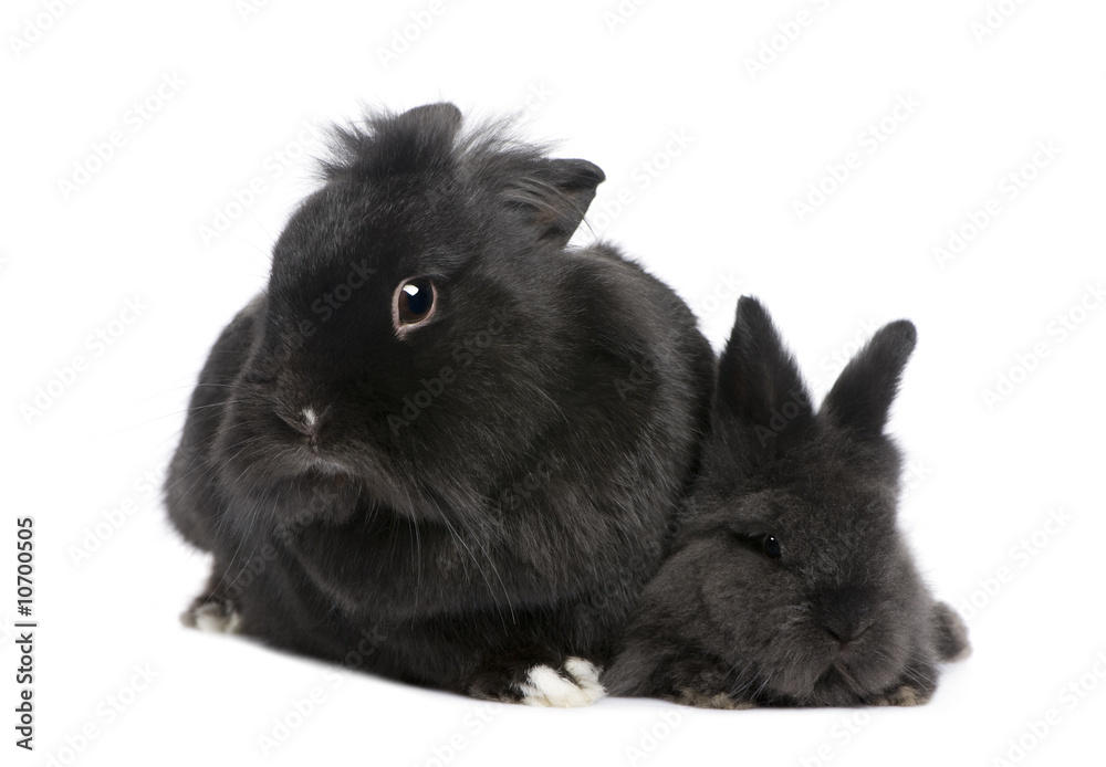mother Rabbit and his child mother Rabbit and his child
