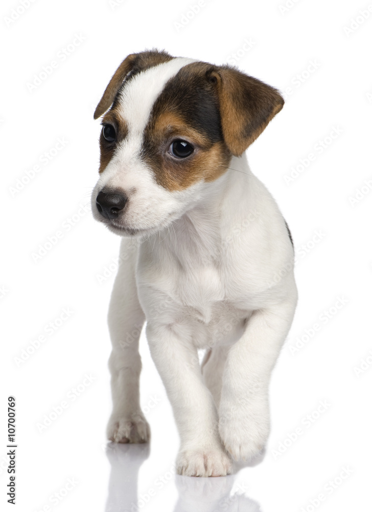 puppy Jack russell (8 weeks)