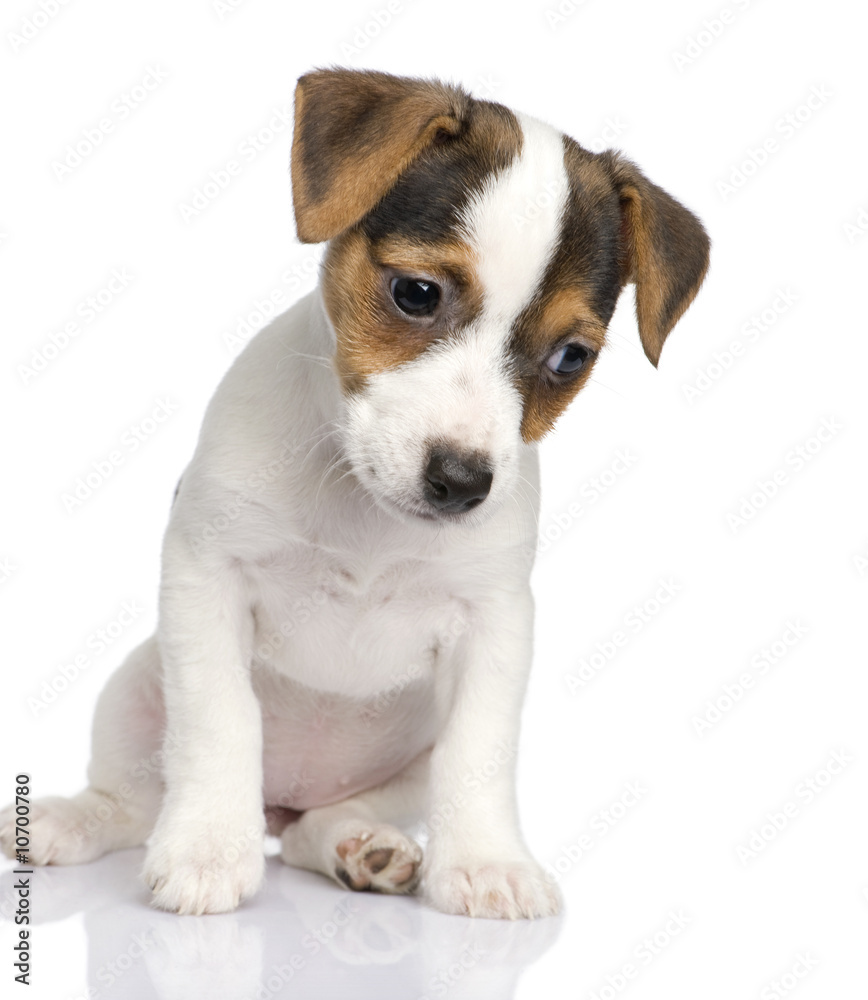 Obraz premium puppy Jack russell (8 weeks)