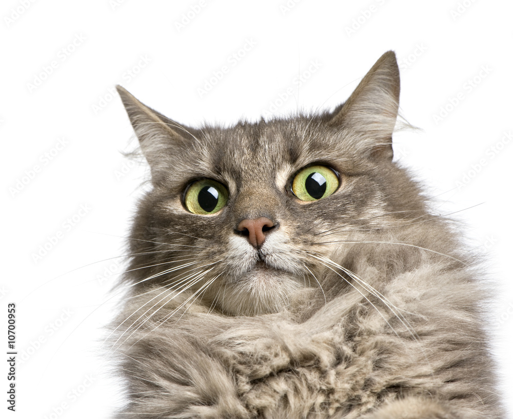 Fototapeta premium close-up on a Crossbreed angora cat and european cat (9 years)