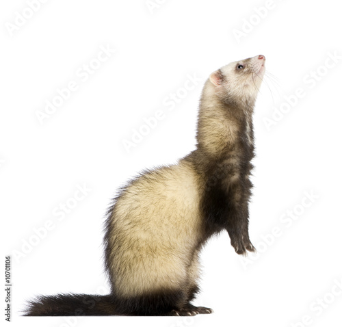 ferret - Mustela putorius furo photo
