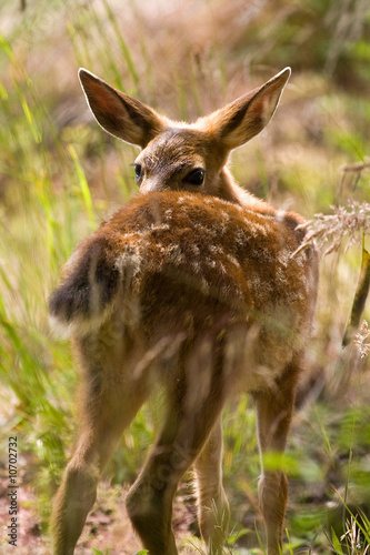 Blacktail Fawn Deer © James Phelps JR