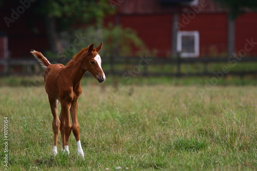 Foal
