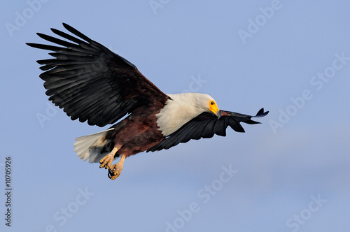 African fish eagle (Haliaeetus vociferoides) photo