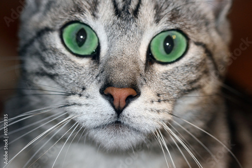 Green Eyed Cat