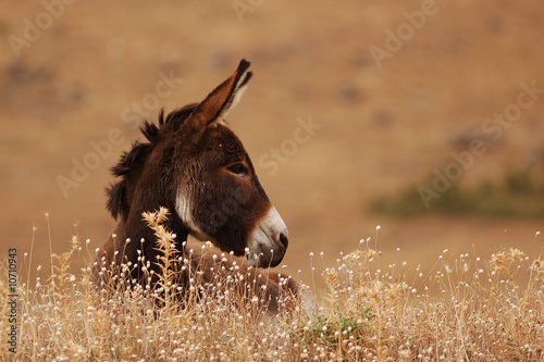 Fotografie, Tablou Donkey
