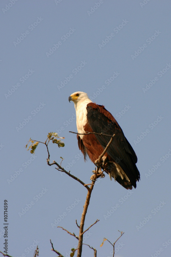 Aigle pêcheur Aigle pêcheur