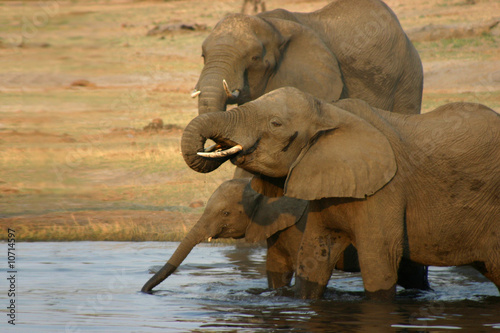 El  phants    la rivi  re - Parc de Chobe