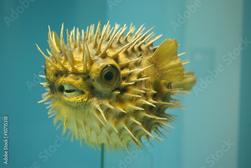 Ausgestopfter Kugelfisch