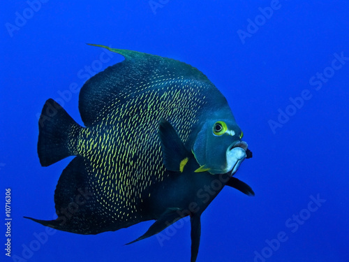 Queen angelfish swimming in the open water © sgcallaway1994