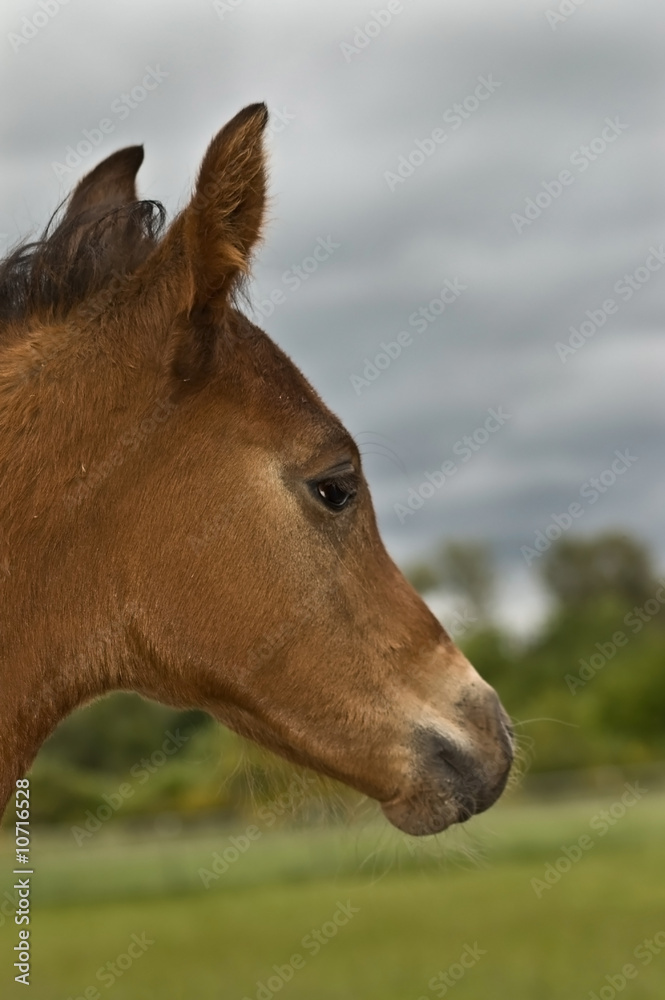 Foal in profile against stormy sky background