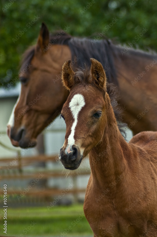 Naklejka premium Mother horse and her baby foal