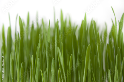 Grass macro