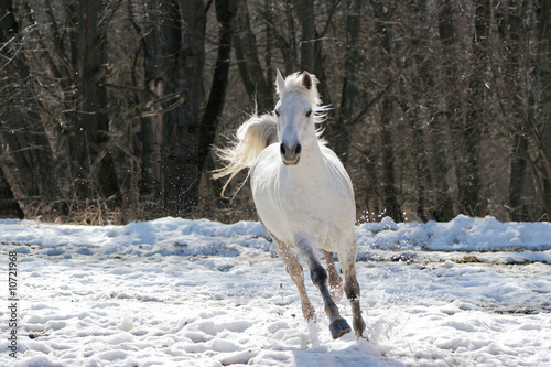 Fototapeta Naklejka Na Ścianę i Meble -  Skipping white horse