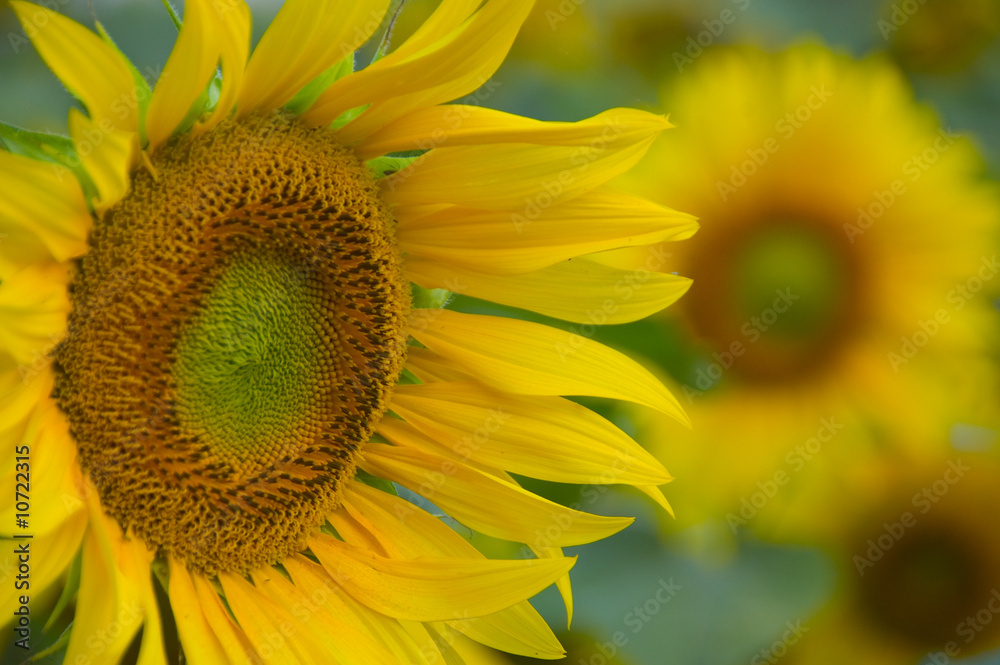 Naklejka premium sunflowers