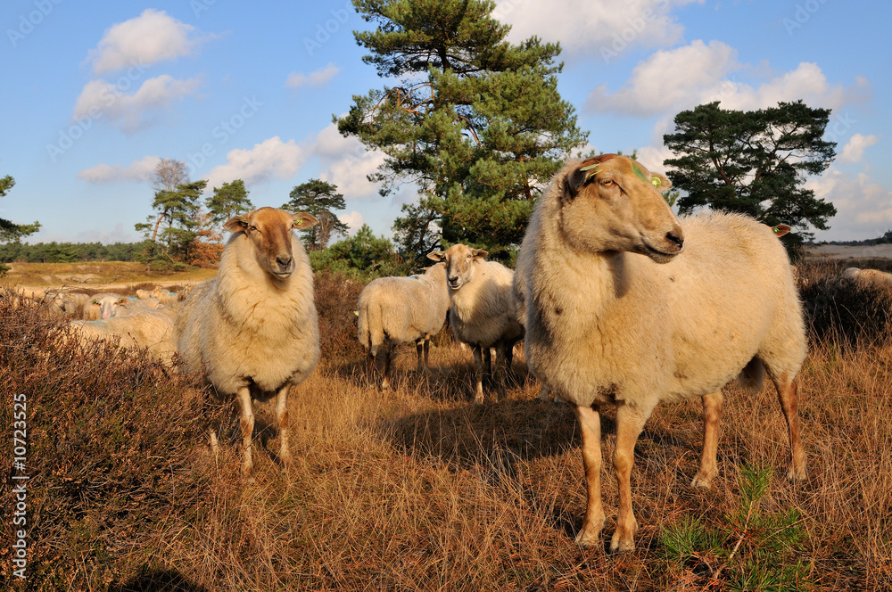 Obraz premium Flock with many sheep