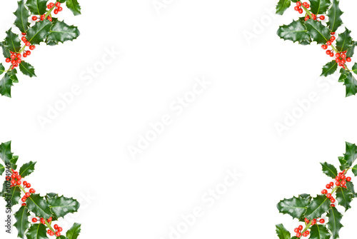 Holly Border