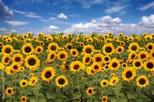 Sunflower Farmland With Blue Cloudy Sky