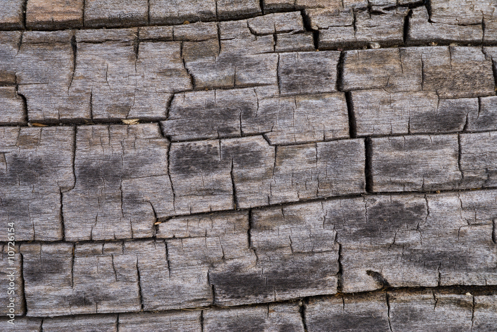 Fototapeta premium Texture of Old Dry Tree 15