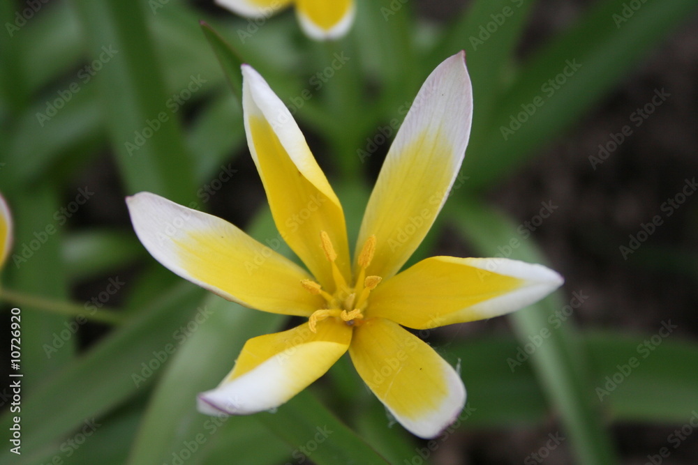 Fototapeta premium romulea
