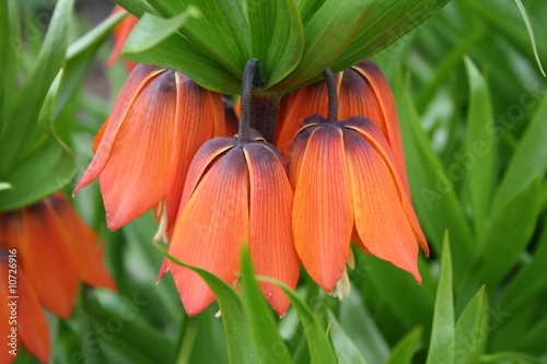 cockerel