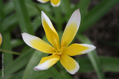 romulea