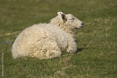 Female Sheep