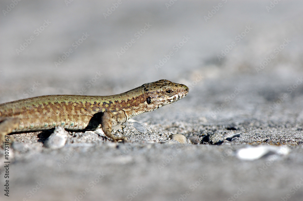 lizard lizard