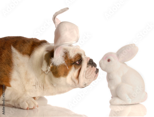 curious bulldog with bunny ears getting close to easter bunny © Willee Cole